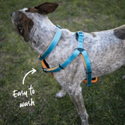 Active Walking Dog Harness - Ocean Sunrise -Kazoo Store 11485 11488 ActivewalkingHarness OceanSunrise Lifestyle 2