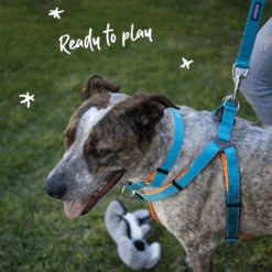 Active Walking Dog Harness - Ocean Sunrise -Kazoo Store 11485 11488 ActivewalkingHarness OceanSunrise Lifestyle 3 1f0ae1e3 73d2 4dbd 8d2b de2a8ce22299