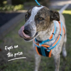 Active Walking Dog Harness - Ocean Sunrise -Kazoo Store 11485 11488 ActivewalkingHarness OceanSunrise Lifestyle 4