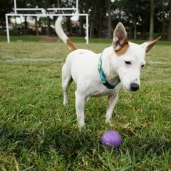 Super Strong Rubber Ball Dog Toy -Kazoo Store 13128 Kazoo RubberBall Medium Purple