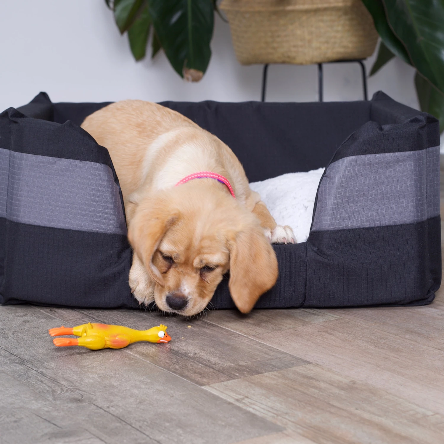 Dozy Duck Squeaky Dog Toy 4 Dozy Duck Squeaky Dog Toy - Image 2