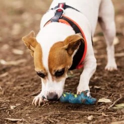 Sneaky Snake Squeaky Dog Toy -Kazoo Store 13634 Kazoo Latex Snake Small Lifestyle 2