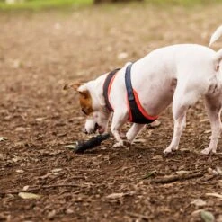 Sneaky Snake Squeaky Dog Toy -Kazoo Store 13634 Kazoo Latex Snake Small Lifestyle 3