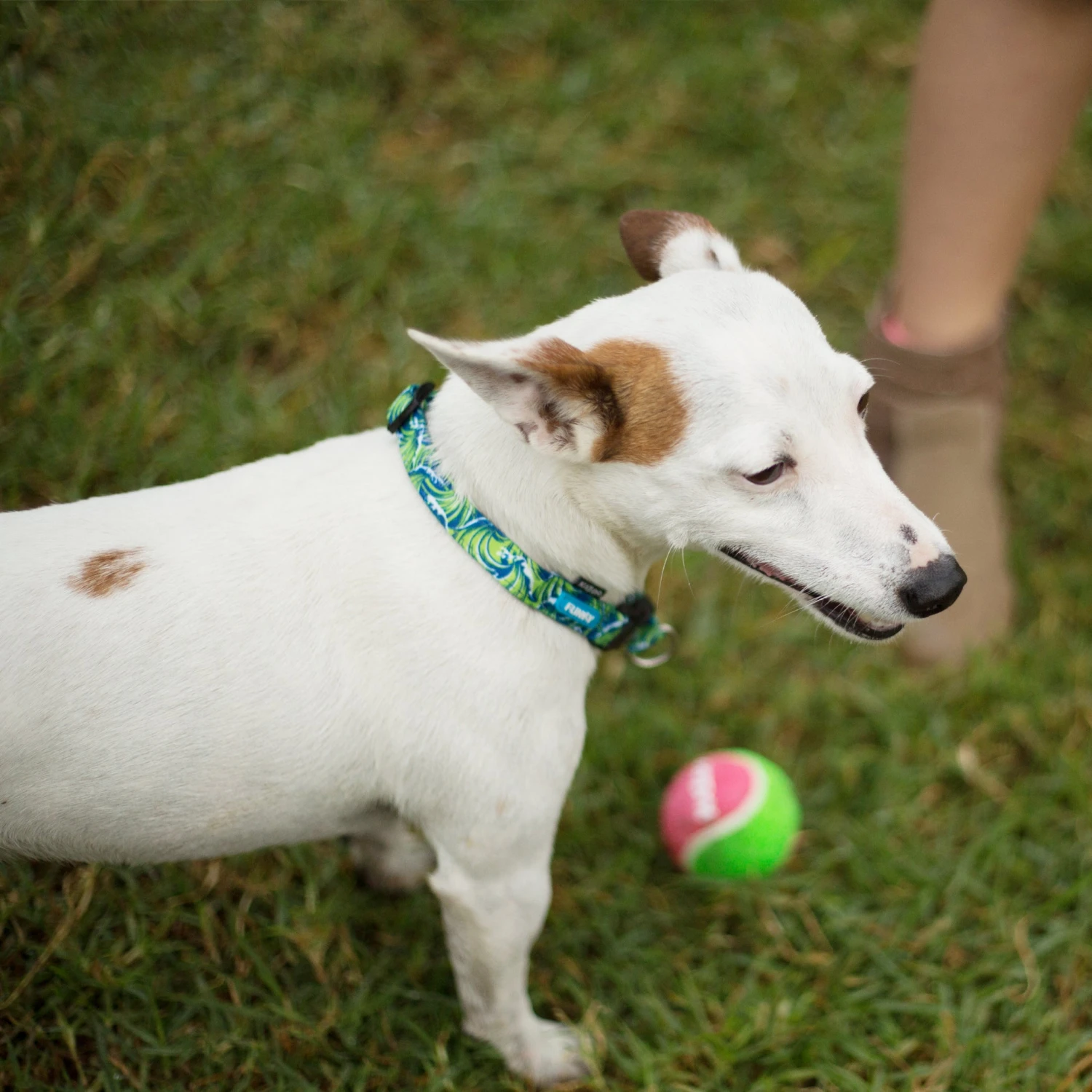 Puncture Proof Tennis Ball Dog Toy 6 Puncture Proof Tennis Ball Dog Toy - Image 4