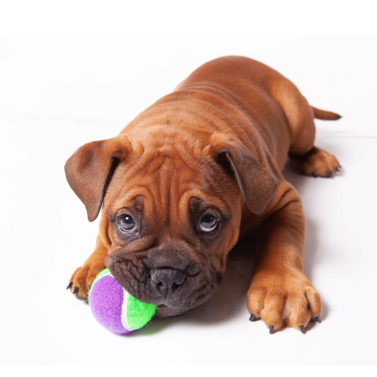 Puncture Proof Tennis Ball Dog Toy 4 Puncture Proof Tennis Ball Dog Toy - Image 2