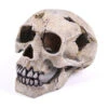 Deep Sea Skull -Kazoo Store 18555