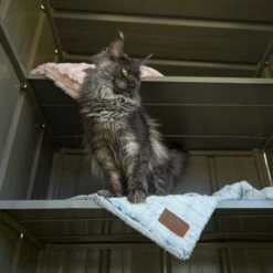 Outdoor Cat House - Main Enclosure -Kazoo Store 241210 OutdoorCatHomeWeb 13 7a99e051 01ee 484a 9b98 dfe33c555dbb