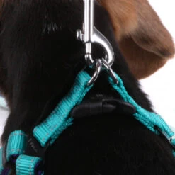 Active Walking Dog Harness - Aqua & Purple -Kazoo Store Kaz Active Harness Aqua Purple