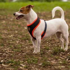 Active Soft Walking Dog Harness - Slate & Orange -Kazoo Store Kaz Active Soft Harness Slate Orange 02