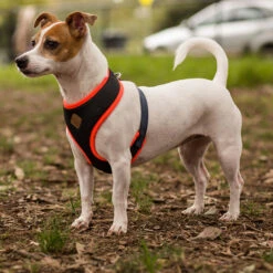 Active Soft Walking Dog Harness - Slate & Orange -Kazoo Store Kaz Active Soft Harness Slate Orange 03