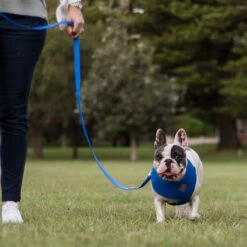 Classic Soft Walking Dog Harness - Blue -Kazoo Store Kaz Classic Blue Soft Harness 06