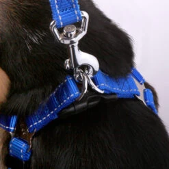 Classic Dog Lead - Blue 20 Classic Dog Lead - Blue -Kazoo Store Kaz Classic Blue walking harness 01