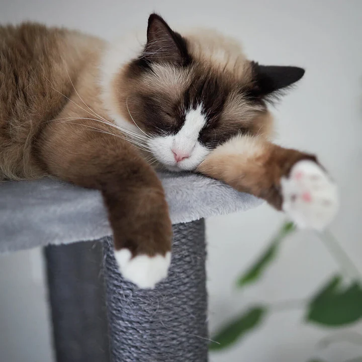 Kazoo Store -Kazoo Store Kaz Smittens 01