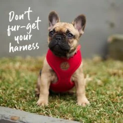 Classic Easy-clip Dog Collar - Red -Kazoo Store Kazoo 11108 11111 ClassicEasy ClipCollar Red LS3