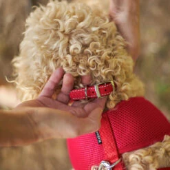 Classic Dog Collar - Red -Kazoo Store Kazoo 11120 11123 Classic Collar Red LS4