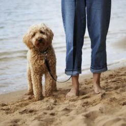 Classic Dog Lead - Black 12 Classic Dog Lead - Black -Kazoo Store Kazoo 11200 11202 ClassicLead Black LS2