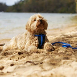 Classic Dog Lead - Blue 18 Classic Dog Lead - Blue -Kazoo Store Kazoo 11203 11205 ClassicLead Blue LS4