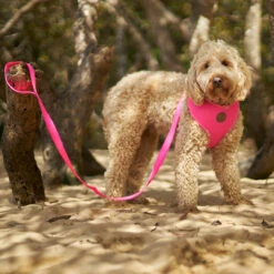 Classic Dog Lead - Pink -Kazoo Store Kazoo 11216 11219 ClassicLead Pink LS6