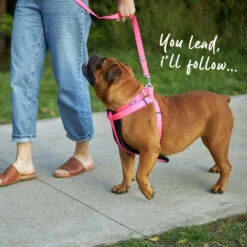 Classic Dog Lead - Pink -Kazoo Store Kazoo 11216 11219 ClassicLead Pink LS8 Doodles