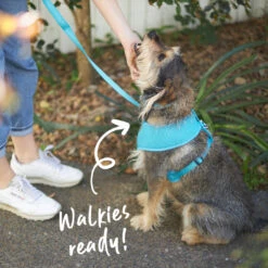 Classic Soft Dog Harness - Aqua 11 Classic Soft Dog Harness - Aqua -Kazoo Store Kazoo 11294 11299 Active SoftWalkingHarness Aqua LS2 Doodles