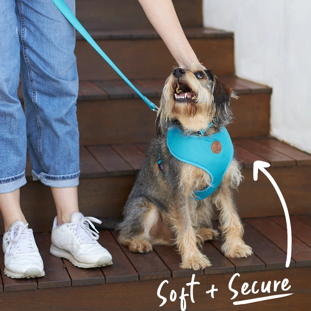 Classic Soft Dog Harness - Aqua 8 Classic Soft Dog Harness - Aqua - Image 6