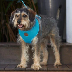 Classic Soft Dog Harness - Aqua 12 Classic Soft Dog Harness - Aqua -Kazoo Store Kazoo 11294 11299 Active SoftWalkingHarness Aqua LS4