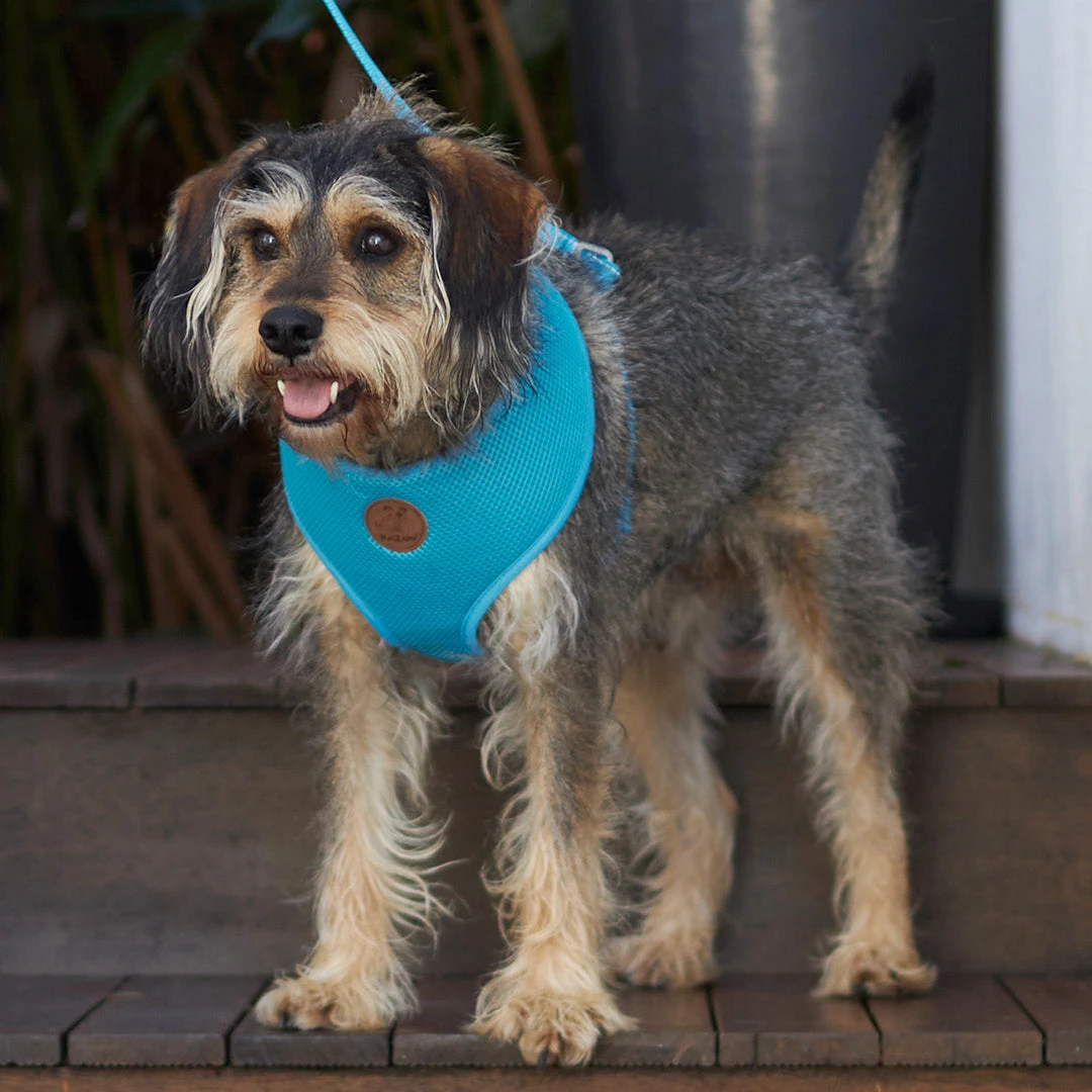 Classic Soft Dog Harness - Aqua 7 Classic Soft Dog Harness - Aqua - Image 5