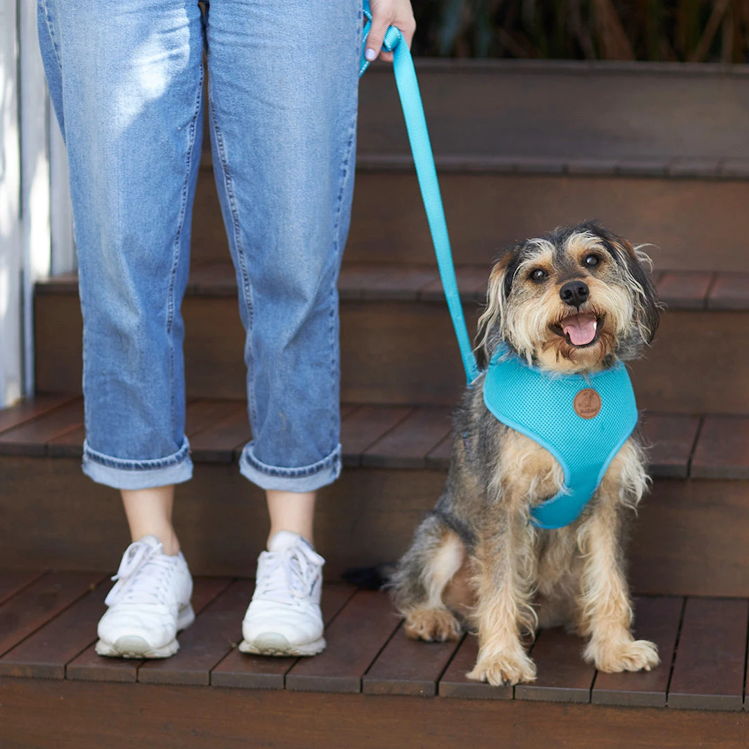 Classic Soft Dog Harness - Aqua 4 Classic Soft Dog Harness - Aqua - Image 2