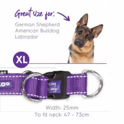 Active Easy-clip Dog Collar - Purple & Lime -Kazoo Store Kazoo 11304 11307 ActiveEasy ClipCollar PurpleLime XL