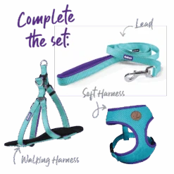 Active Walking Dog Harness - Aqua & Purple -Kazoo Store Kazoo 11308 11311 ActiveEasy ClipCollar Aqua Purple Set a8901587 27a2 4a43 83b4 a67dcce7ab16