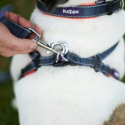 Active Dog Collar - Slate & Orange -Kazoo Store Kazoo 11312 11315 ActiveCollar Slate Orange LS1