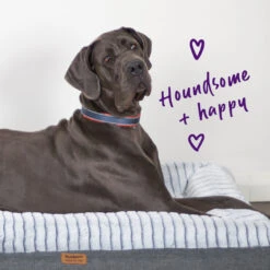 Active Dog Collar - Slate & Orange -Kazoo Store Kazoo 11312 11315 ActiveCollar Slate Orange LS3 Doodles