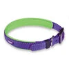 Active Dog Collar - Purple & Lime -Kazoo Store Kazoo 11316 11319 ActiveCollar Purple Lime