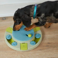 Active Dog Collar - Aqua & Purple -Kazoo Store Kazoo 11320 11323 ActiveCollar Aqua Purple LS3