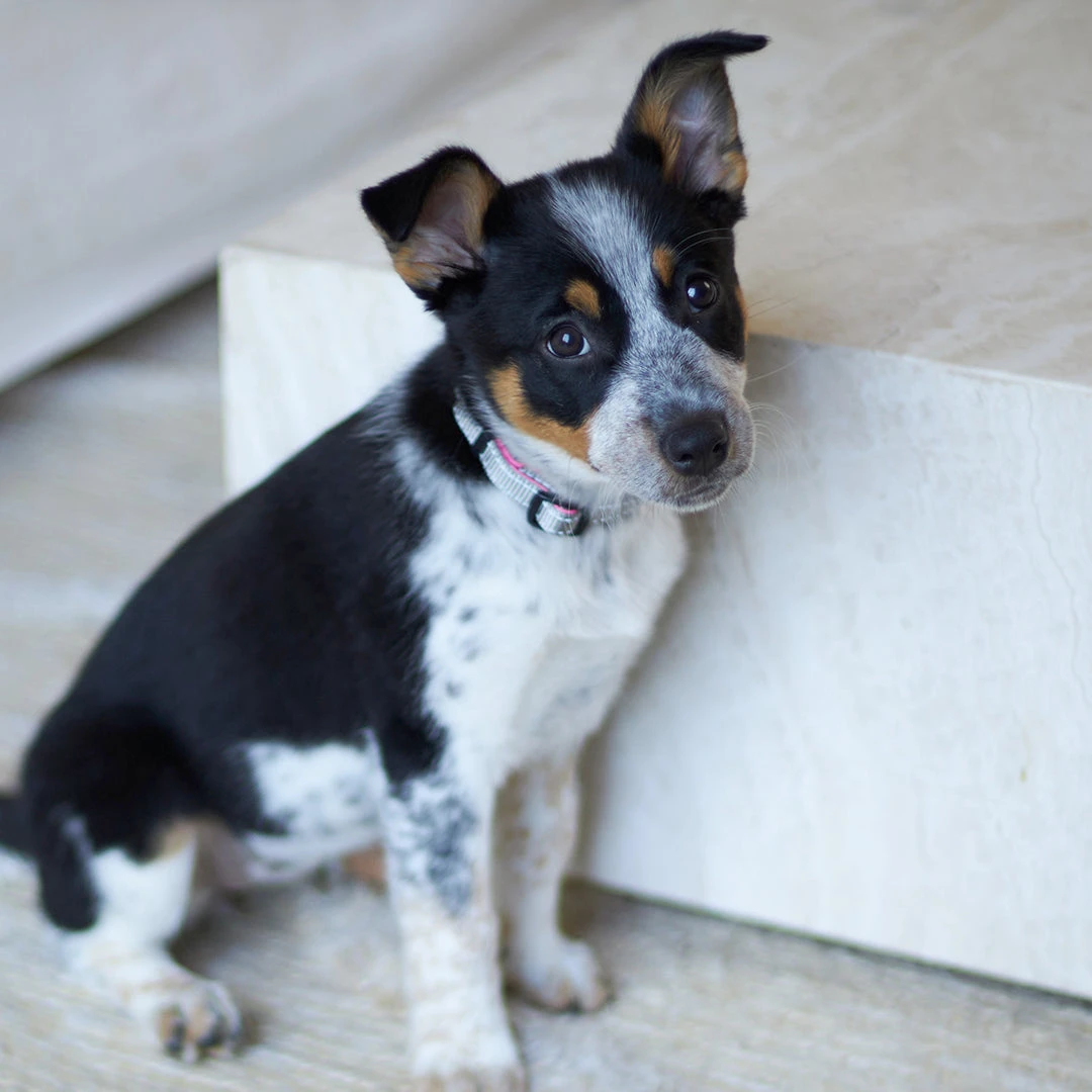 Active Easy-clip Dog Collar - Silver & Pink 4 Active Easy-clip Dog Collar - Silver & Pink - Image 2