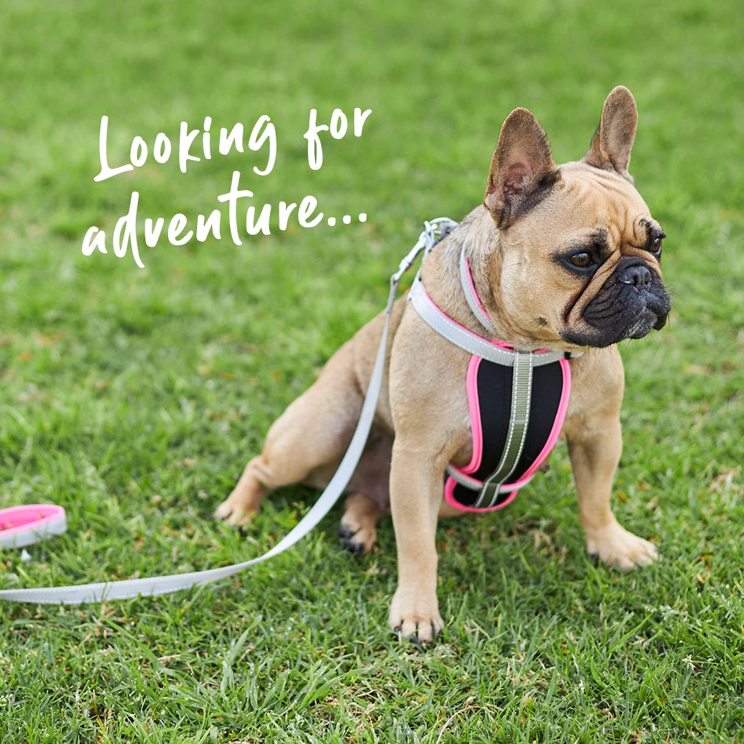 Active Dog Collar - Silver & Pink 4 Active Dog Collar - Silver & Pink - Image 2