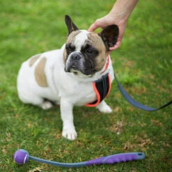 Active Dog Lead - Slate & Orange -Kazoo Store Kazoo 11400 11402 ActiveLead Slate Orange LS1