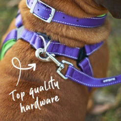 Active Dog Lead - Purple & Lime -Kazoo Store Kazoo 11403 11405 ActiveLead Purple Lime LS2 Doodles
