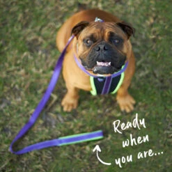 Active Easy-clip Dog Collar - Purple & Lime -Kazoo Store Kazoo 11403 11405 ActiveLead Purple Lime LS3 Doodles