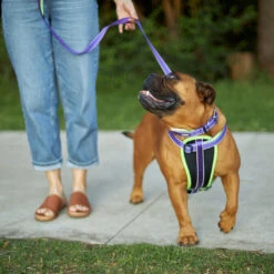 Active Dog Lead - Purple & Lime -Kazoo Store Kazoo 11403 11405 ActiveLead Purple Lime LS4