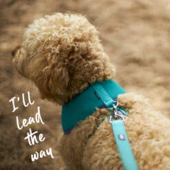 Active Dog Lead - Aqua & Purple -Kazoo Store Kazoo 11406 11408 ActiveLead Aqua Purple LS2 Doodles