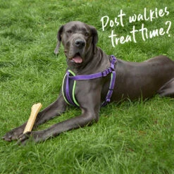 Smoked Mighty Bone -Kazoo Store Kazoo 11453 11455 ActiveWalkingHarness Purple Lime LS1 Doodles