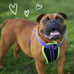 Active Walking Dog Harness - Purple & Lime -Kazoo Store Kazoo 11453 11455 ActiveWalkingHarness Purple Lime LS5 Doodles