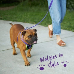 Active Easy-clip Dog Collar - Purple & Lime -Kazoo Store Kazoo 11453 11455 ActiveWalkingHarness Purple Lime LS8 Doodles