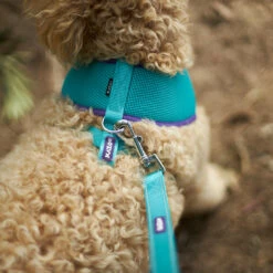 Active Soft Walking Dog Harness - Aqua & Purple -Kazoo Store Kazoo 11471 11475 ActiveSoftHarness Aqua Purple LS2