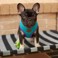 Active Soft Walking Dog Harness - Aqua & Purple -Kazoo Store Kazoo 11471 11475 ActiveSoftHarness Aqua Purple LS3