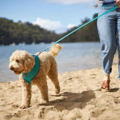 Active Soft Walking Dog Harness - Aqua & Purple -Kazoo Store Kazoo 11471 11475 ActiveSoftHarness Aqua Purple LS5