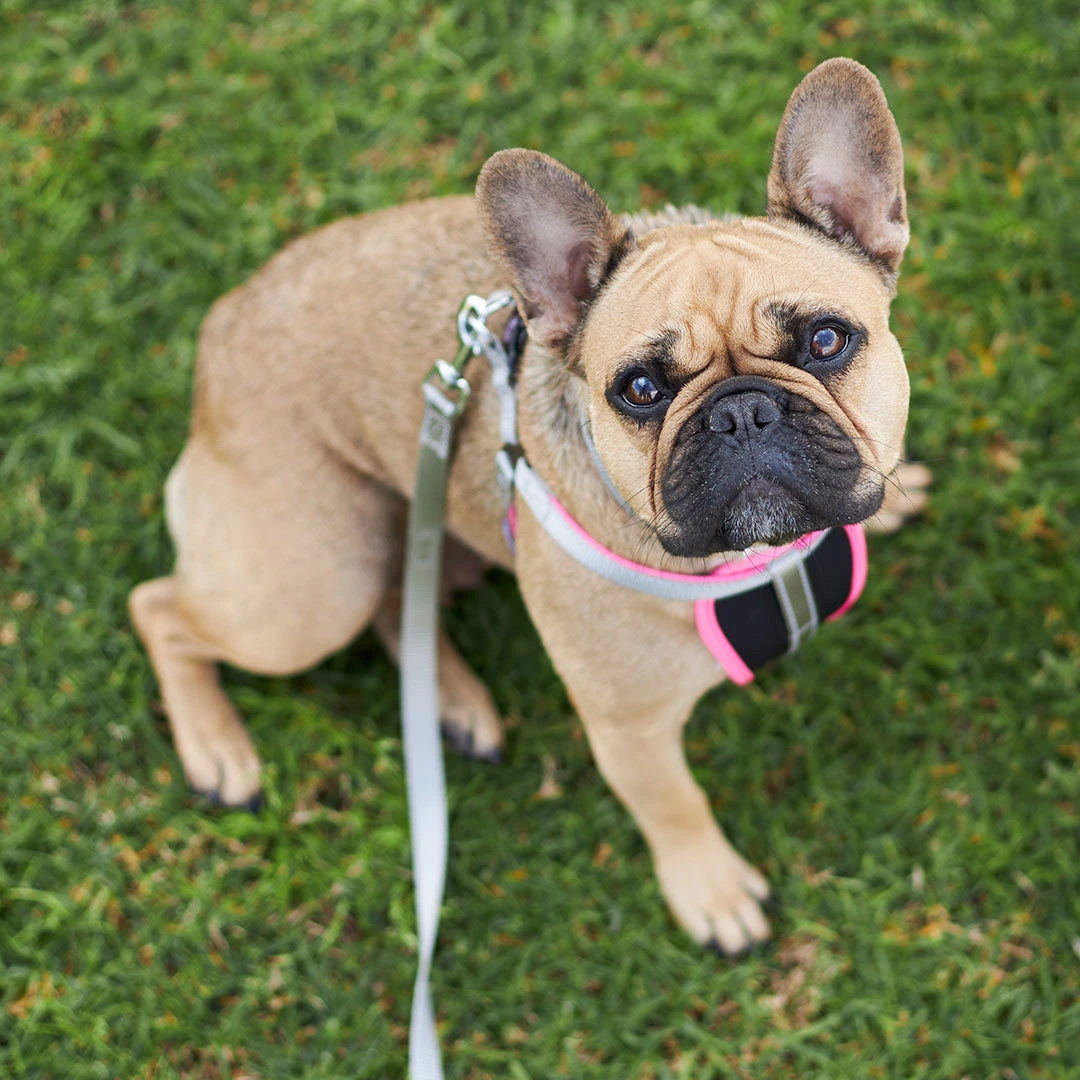Active Walking Dog Harness - Silver & Pink 11 Active Walking Dog Harness - Silver & Pink - Image 9