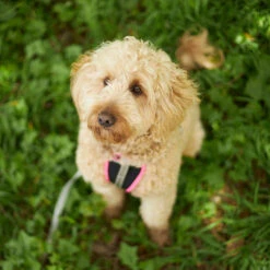 Active Walking Dog Harness - Silver & Pink 25 Active Walking Dog Harness - Silver & Pink -Kazoo Store Kazoo 11476 11773 ActiveWalkingHarness Silver Pink LS5