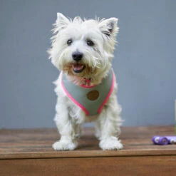 Active Soft Walking Dog Harness - Silver & Pink -Kazoo Store Kazoo 11479 11483 ActiveSoftHarness Silver Pink LS1
